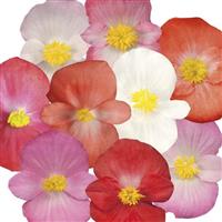 Sprint Plus Maxi Mix Begonia