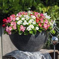 Sprint Plus Maxi Mix Begonia