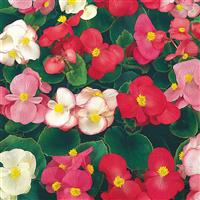 Super Olympia Mix Begonia