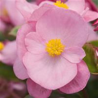 Super Olympia Pink Begonia