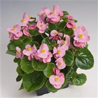 Super Olympia Pink Begonia