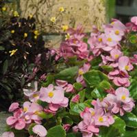 Super Olympia Pink Begonia