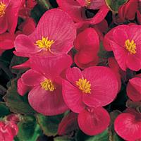 Super Olympia Rose Begonia