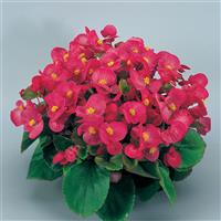 Super Olympia Rose Begonia