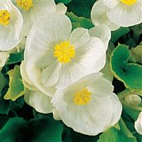 Super Olympia White Begonia