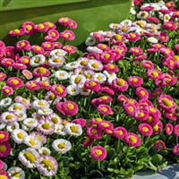 Bellis Speedstar Plus Mix