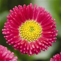 Bellis Speedstar Plus Red