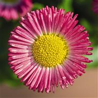 Bellis Speedstar Plus Rose
