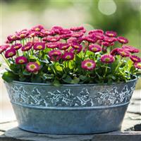 Bellis Speedstar Plus Rose