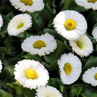 Bellis Speedstar Plus White