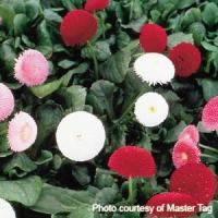 Bellis Tasso Mix