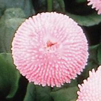 Bellis Tasso Pink