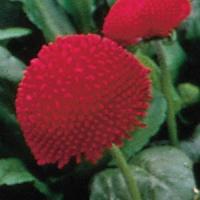 Bellis Tasso Red