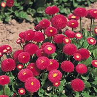 Bellis Tasso Deep Rose