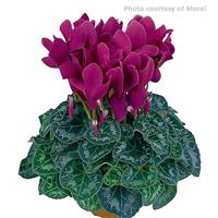 Latinia<sup>®</sup> Purple Cyclamen