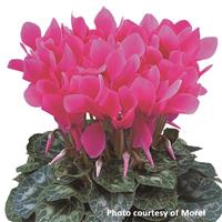 Latinia<sup>®</sup> Deep Rose Cyclamen