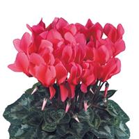 Latinia<sup>®</sup> Success Salmon Cyclamen