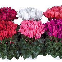 Latinia<sup>®</sup> Success Mix Cyclamen