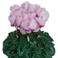 Latinia<sup>®</sup> Success Light Pink Eye Cyclamen