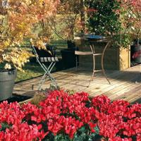 Latinia<sup>®</sup> Success Bright Red Cyclamen