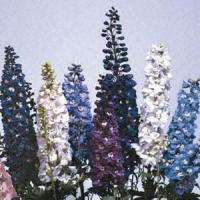 Delphinium Magic Fountains Mix
