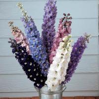 Delphinium Magic Fountains Mix