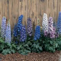 Delphinium Magic Fountains Mix