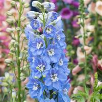 Delphinium Magic Fountains Sky Blue White Bee