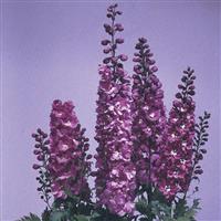 Delphinium Magic Fountains Lilac Pink White Bee