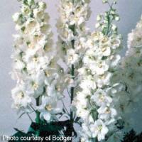 Delphinium Magic Fountains Pure White