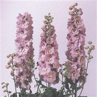 Delphinium Magic Fountains Cherry Blossom White Bee