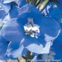 Delphinium Magic Fountains Mid Blue White Bee