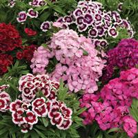 Diabunda Mix Dianthus