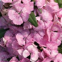 Diabunda Pink Pearl Dianthus