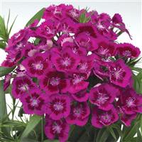 Diabunda Purple Dianthus