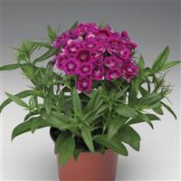 Diabunda Purple Dianthus