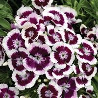 Diabunda Purple Picotee Dianthus