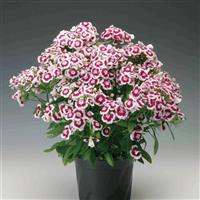 Diabunda Purple Picotee Dianthus