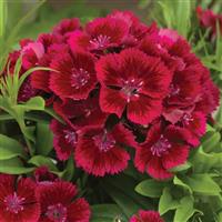 Diabunda Red Dianthus