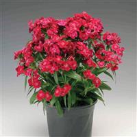 Diabunda Red Dianthus