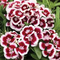 Diabunda Red Picotee Dianthus