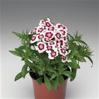 Diabunda Red Picotee Dianthus