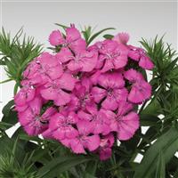 Diabunda Rose Dianthus