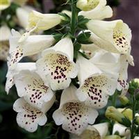 Digitalis Camelot Cream