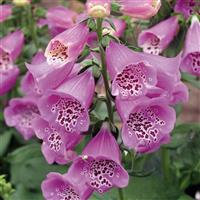 Digitalis Camelot Lavender