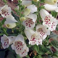 Digitalis Camelot White