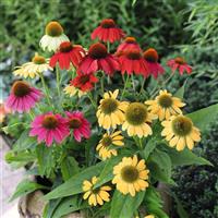 Echinacea Pollynation ApeX Mix