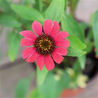 Echinacea Pollynation Magenta ApeX