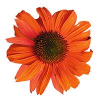 Echinacea Pollynation Orange Red ApeX