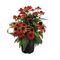 Echinacea Pollynation Orange Red ApeX